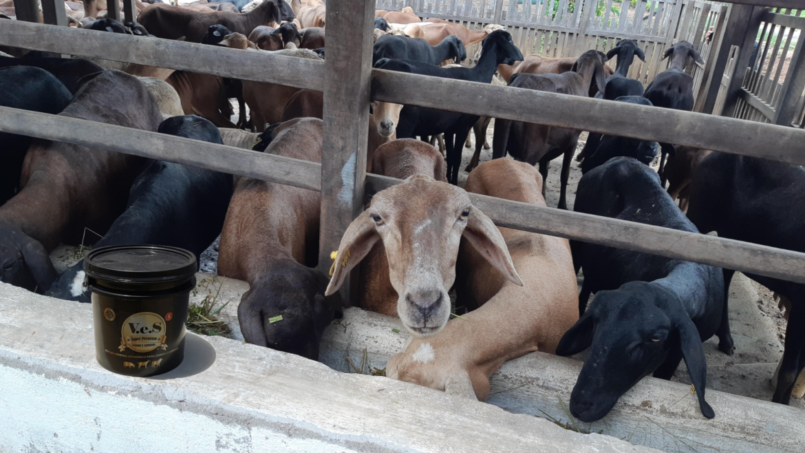 Criação de ovinos e caprinos suplementada potencializa crescimento, reprodução e engorda