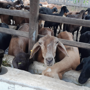 Criação de ovinos e caprinos suplementada potencializa crescimento, reprodução e engorda